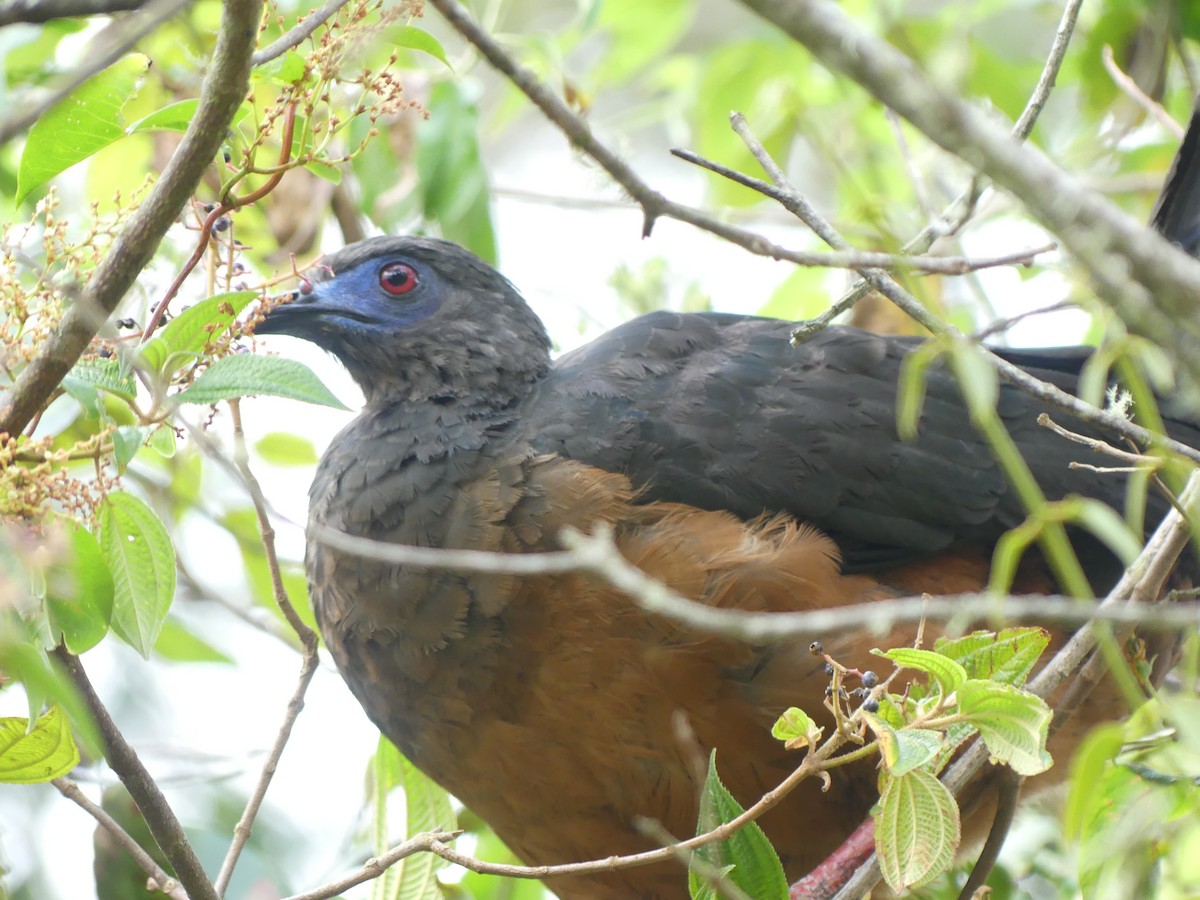 Sickle-winged Guan - ML610250415