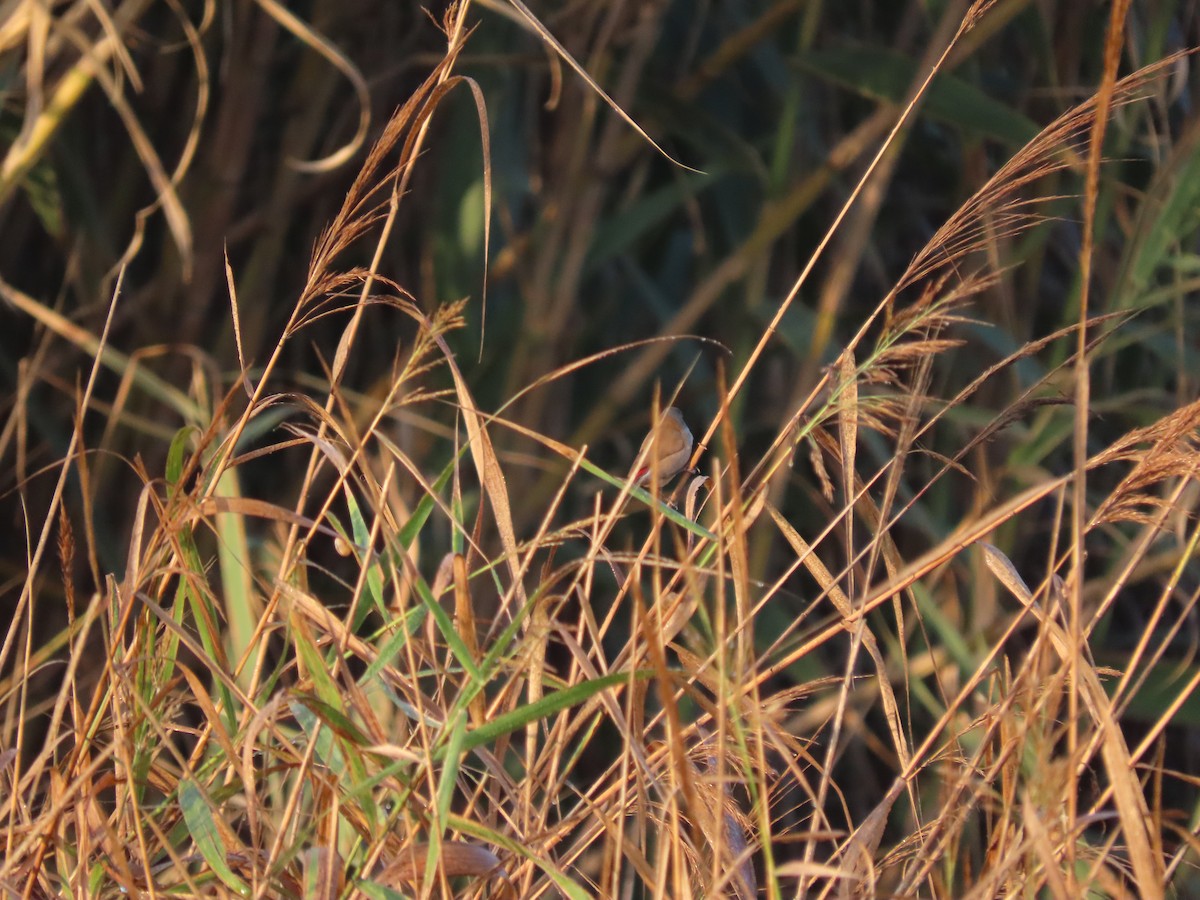 Orange-cheeked Waxbill - ML610250438