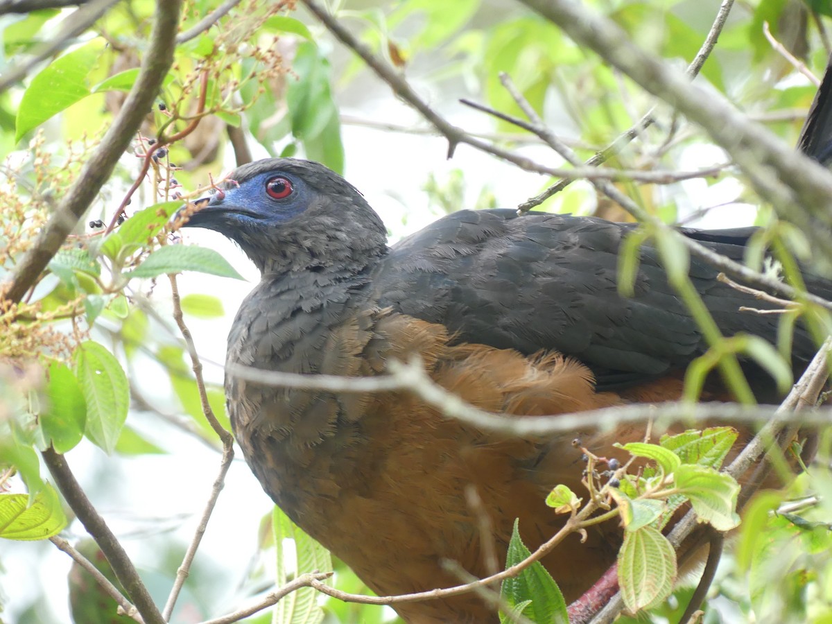 Sickle-winged Guan - ML610250442