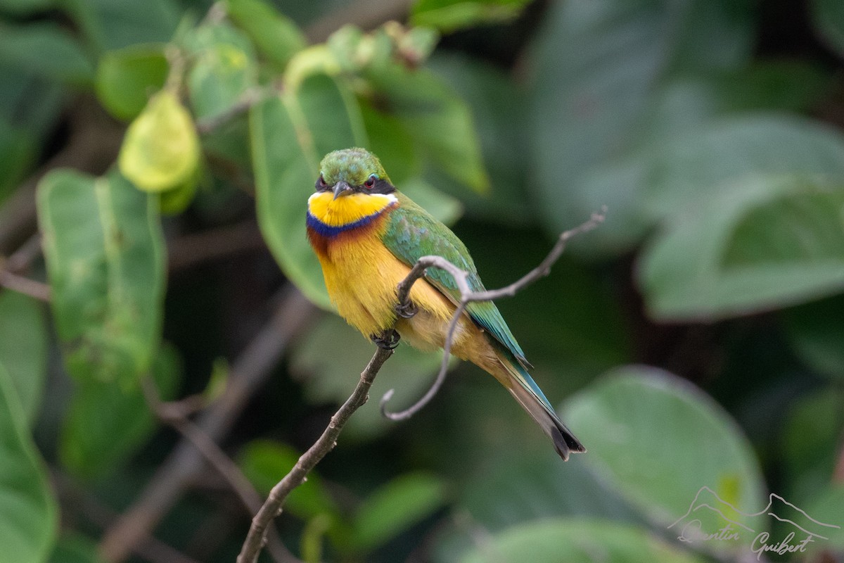 Blue-breasted Bee-eater - ML610250446