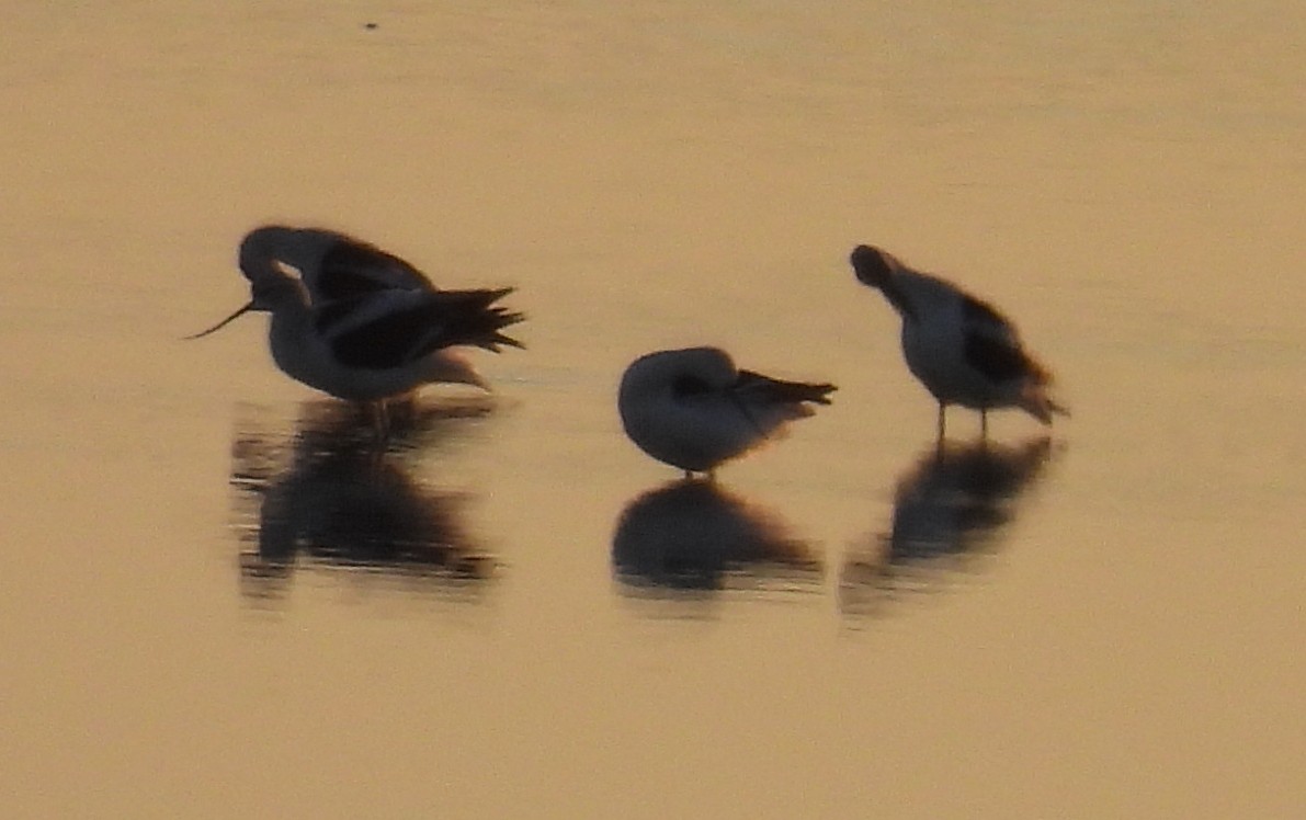 American Avocet - ML610250469