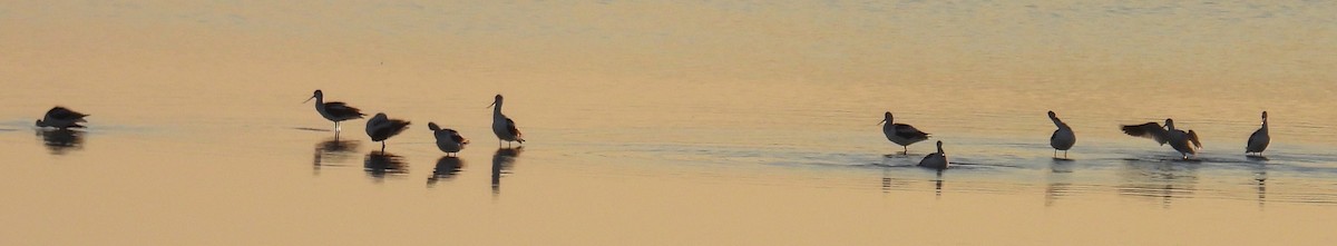 American Avocet - ML610250470