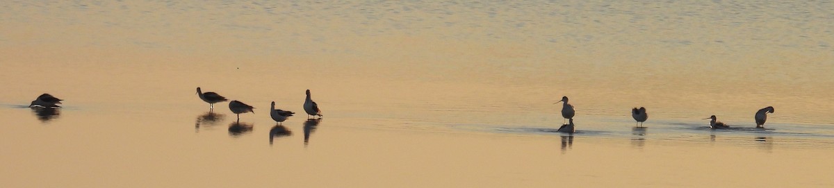 American Avocet - ML610250471
