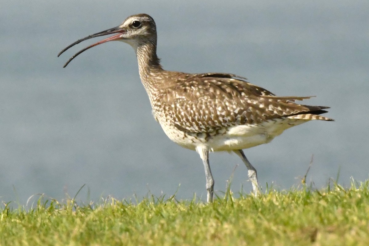 Zarapito Trinador (grupo phaeopus) - ML610250512