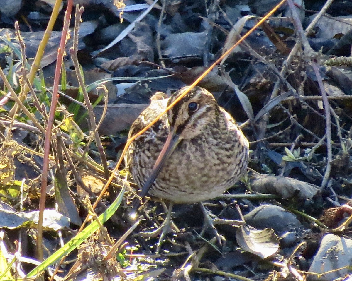 Wilson's Snipe - Dave Bengston