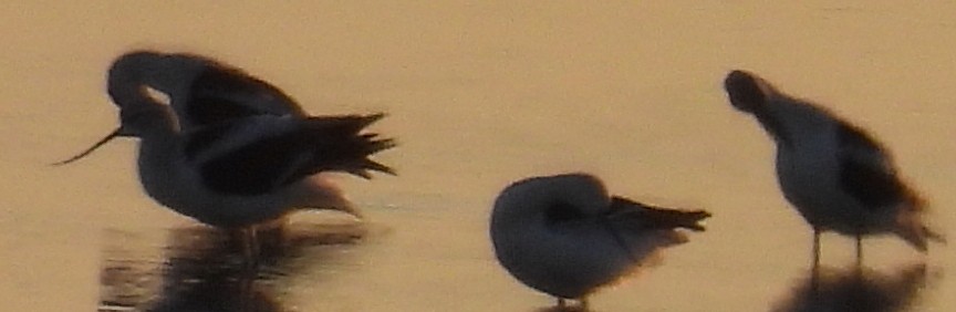 American Avocet - ML610250636