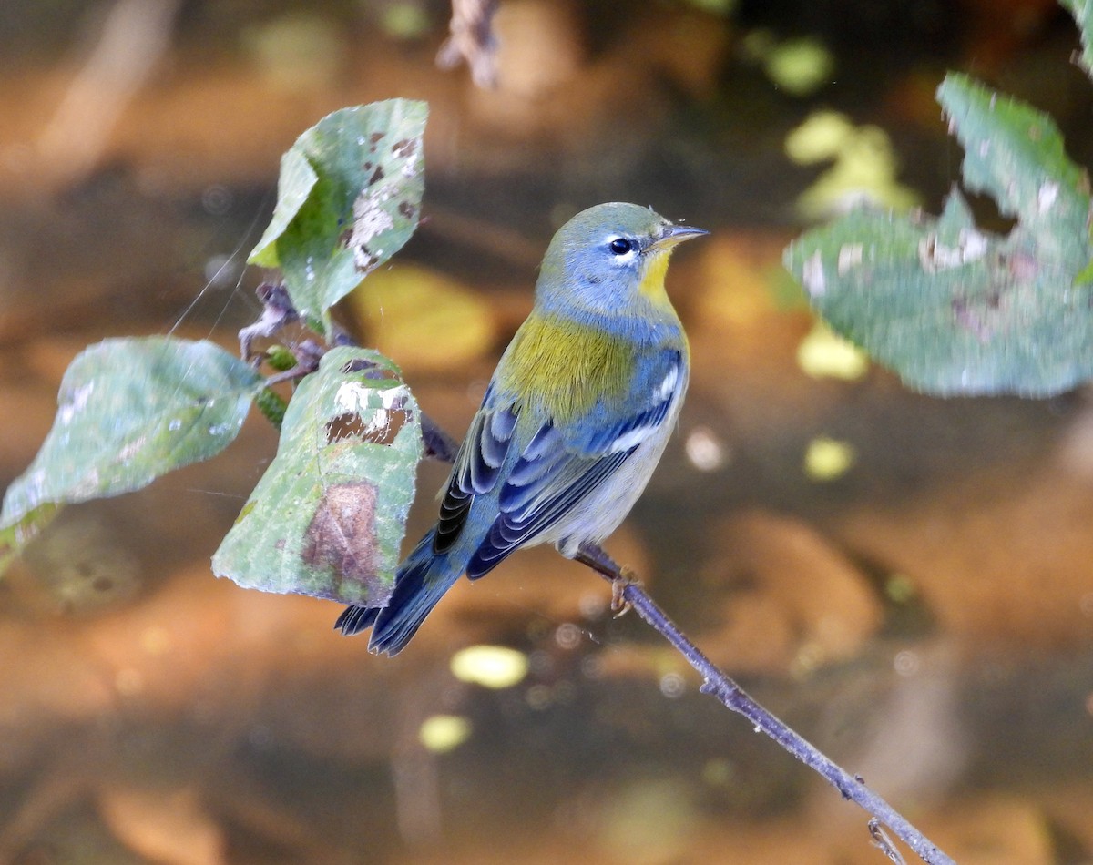 Northern Parula - ML610250653