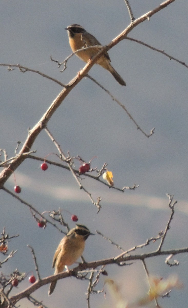 Black-throated Accentor - ML610250659