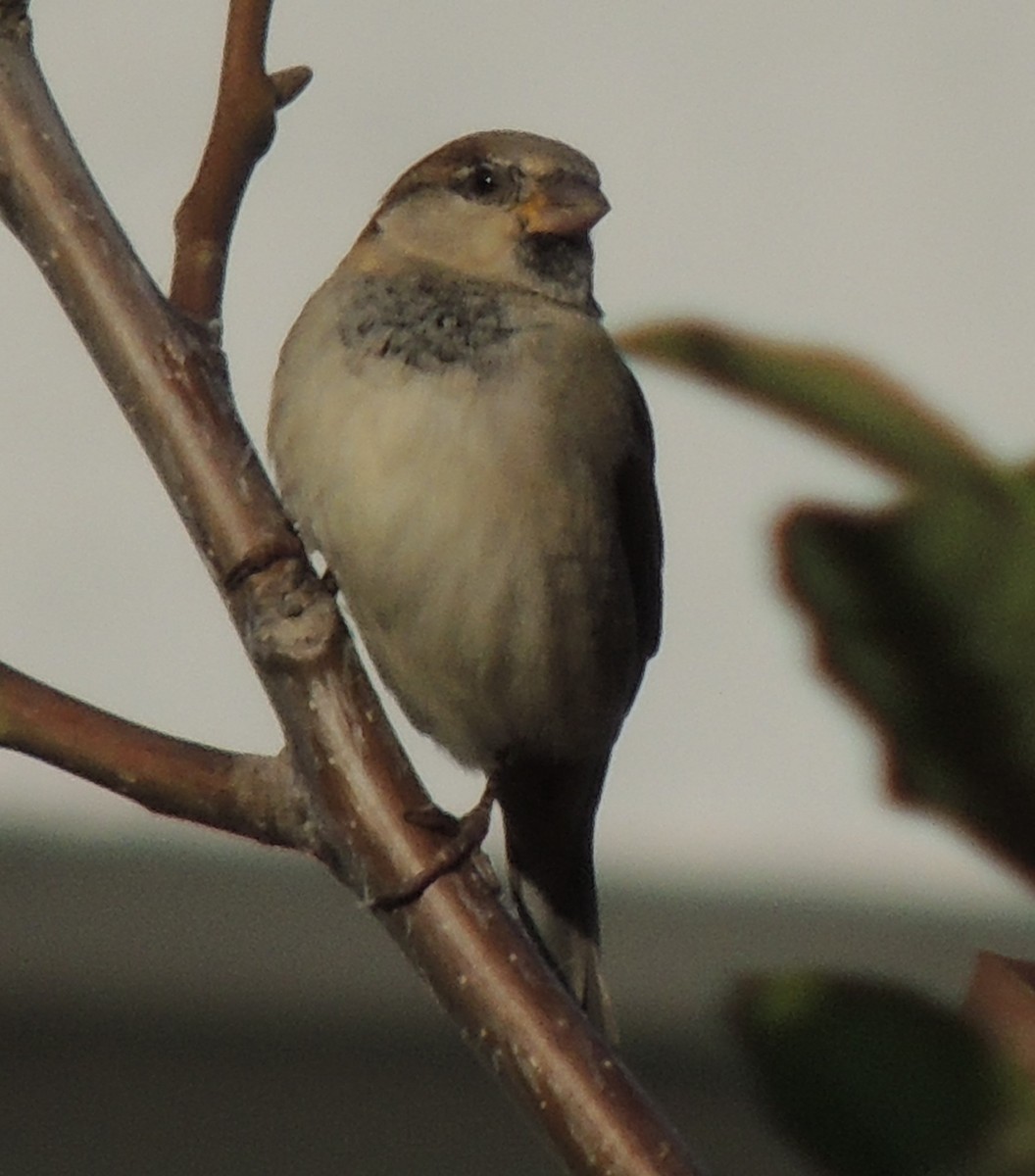 House Sparrow (Indian) - ML610250667