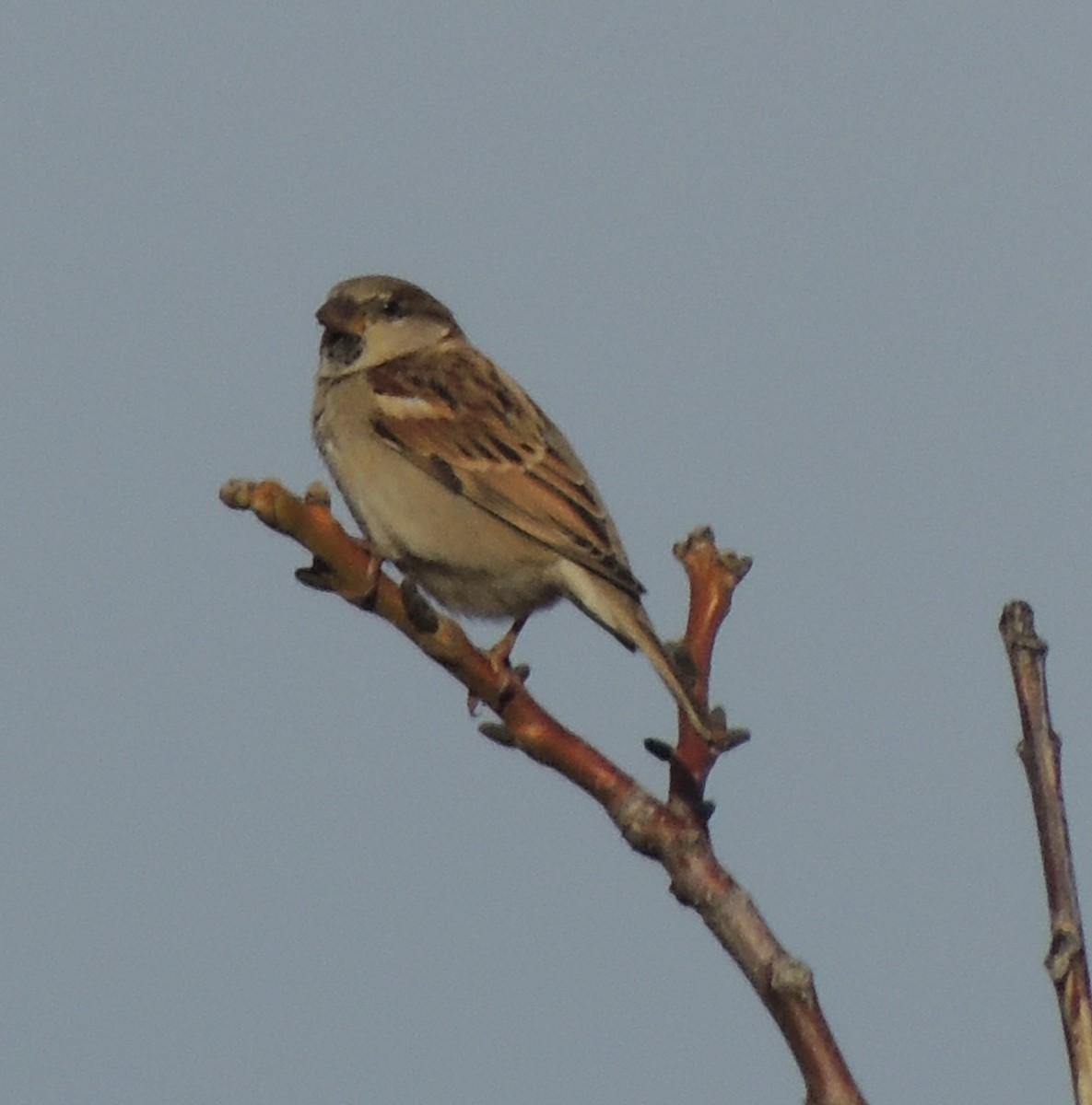 Moineau domestique (groupe indicus) - ML610250668