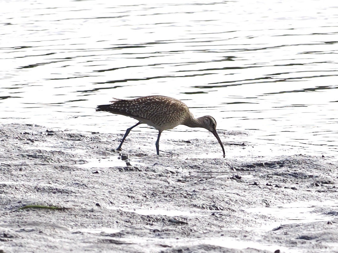 Whimbrel - ML610250685