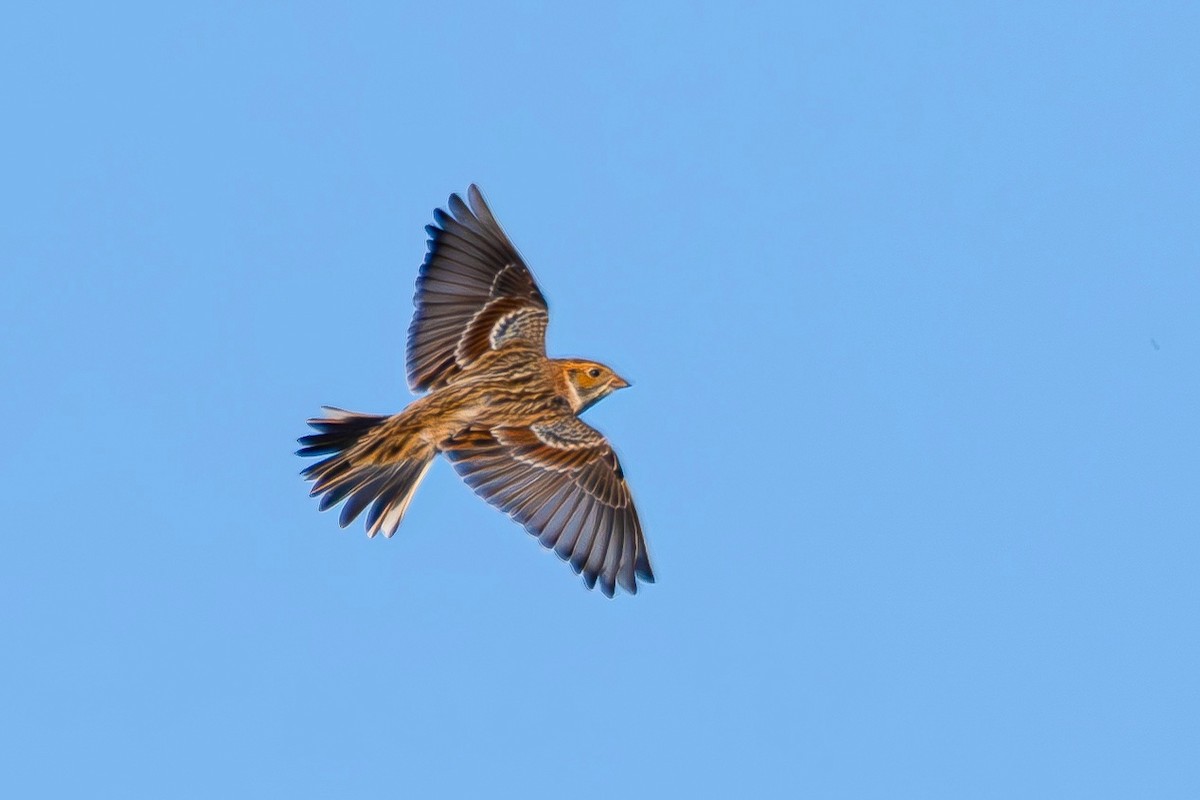 Lapland Longspur - Çağan Abbasoğlu