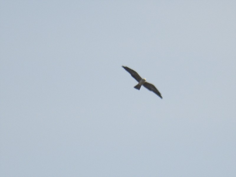 Mississippi Kite - ML610250789