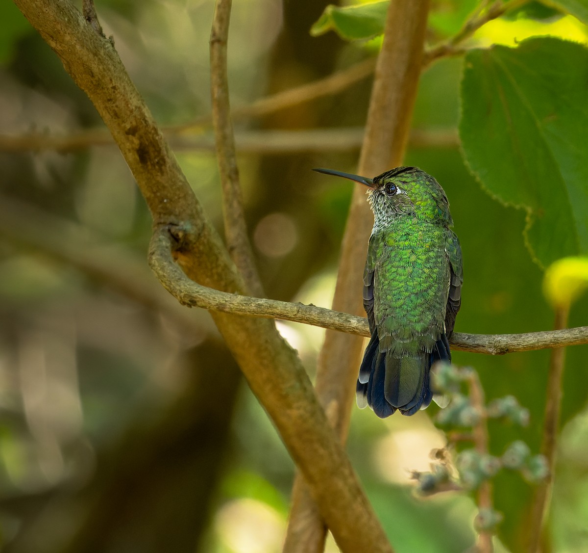 Glittering-throated Emerald - ML610250814