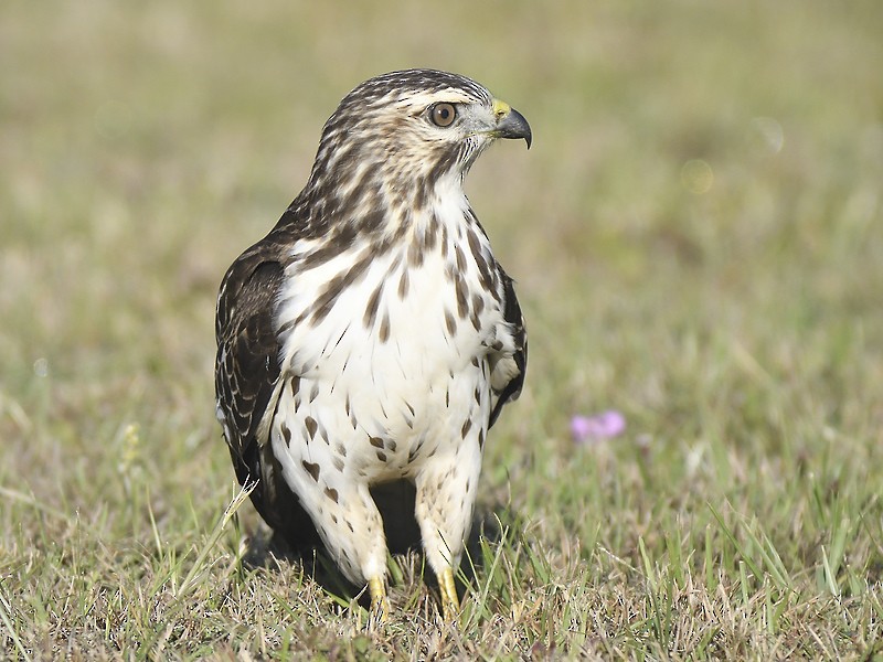 Broad-winged Hawk - Joseph Kennedy