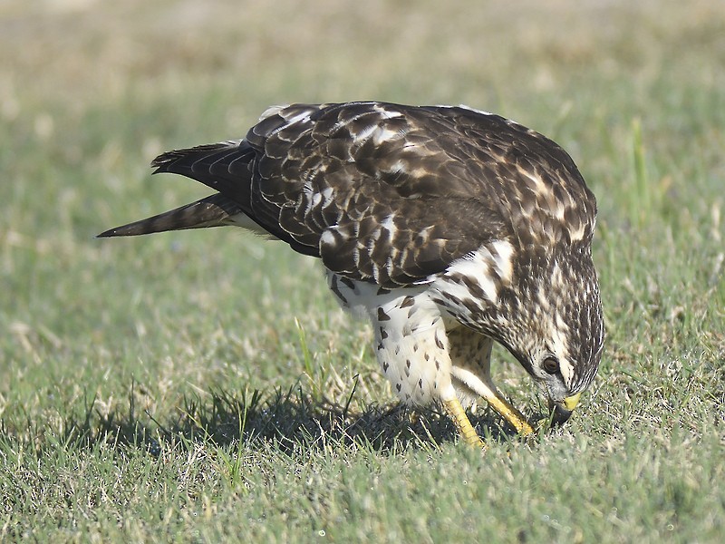 Broad-winged Hawk - ML610250845