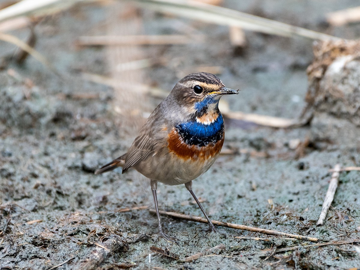 Bluethroat - ML610250881