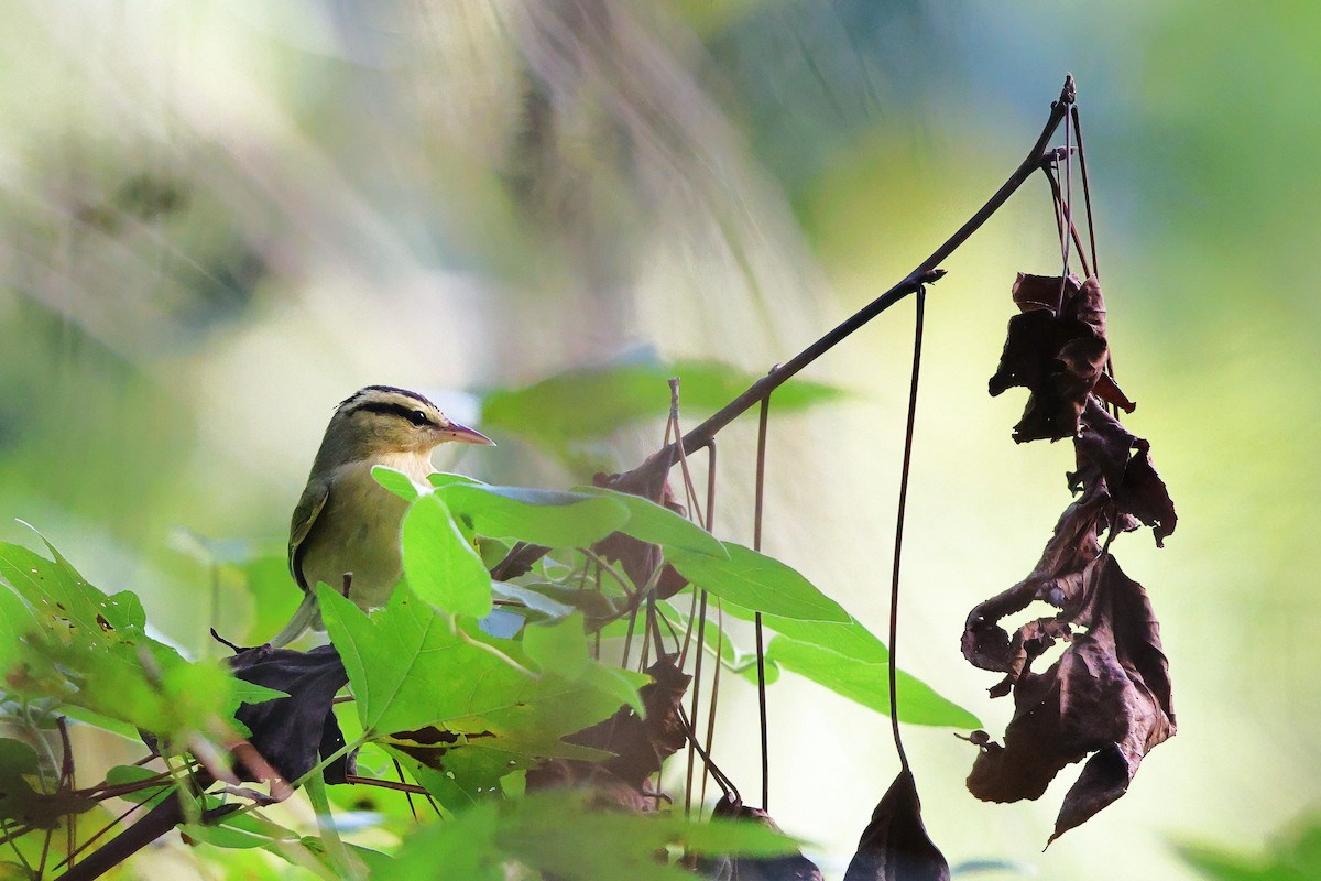 Worm-eating Warbler - ML610250888