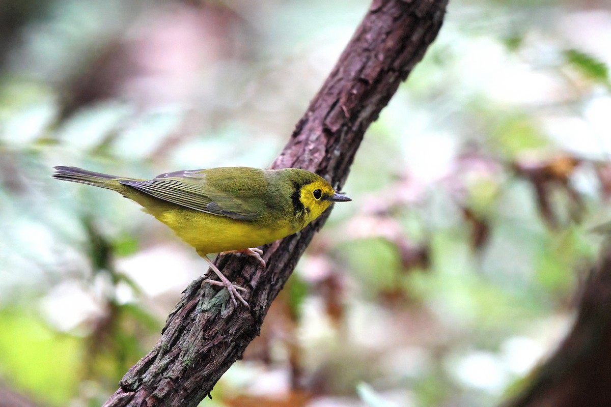 Hooded Warbler - Tasso  Cocoves