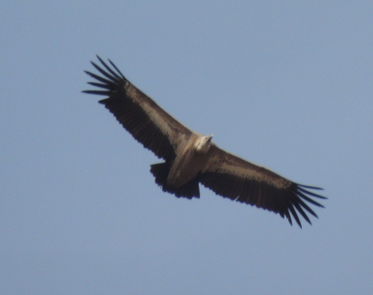 Eurasian Griffon - Mark Easterbrook