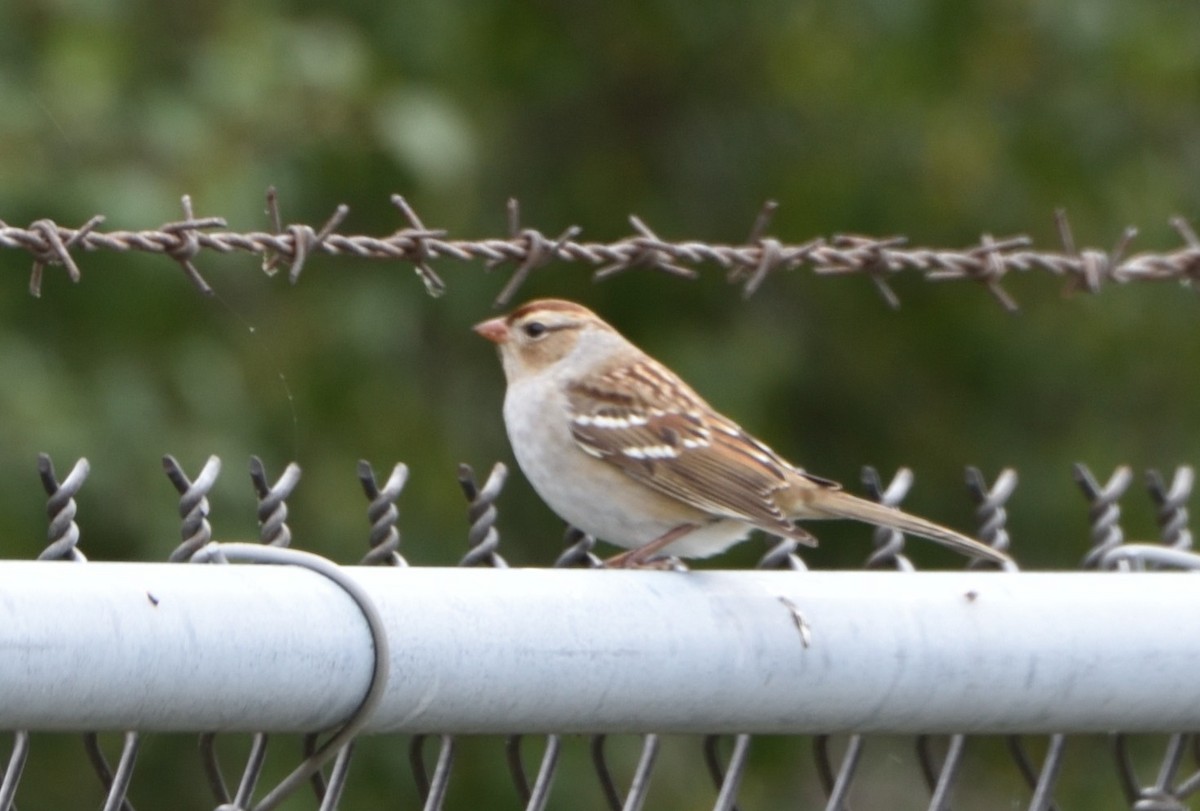 White-crowned Sparrow - ML610250954