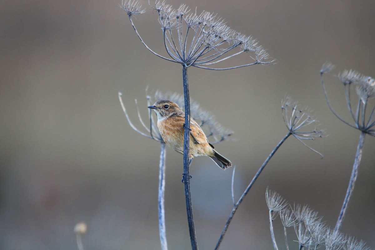 European Stonechat - ML610250969