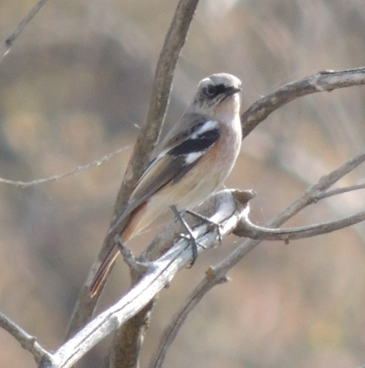 Rufous-backed Redstart - ML610250970