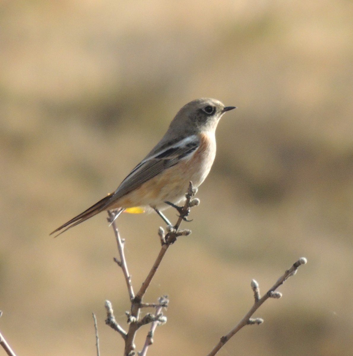 Rufous-backed Redstart - ML610250972