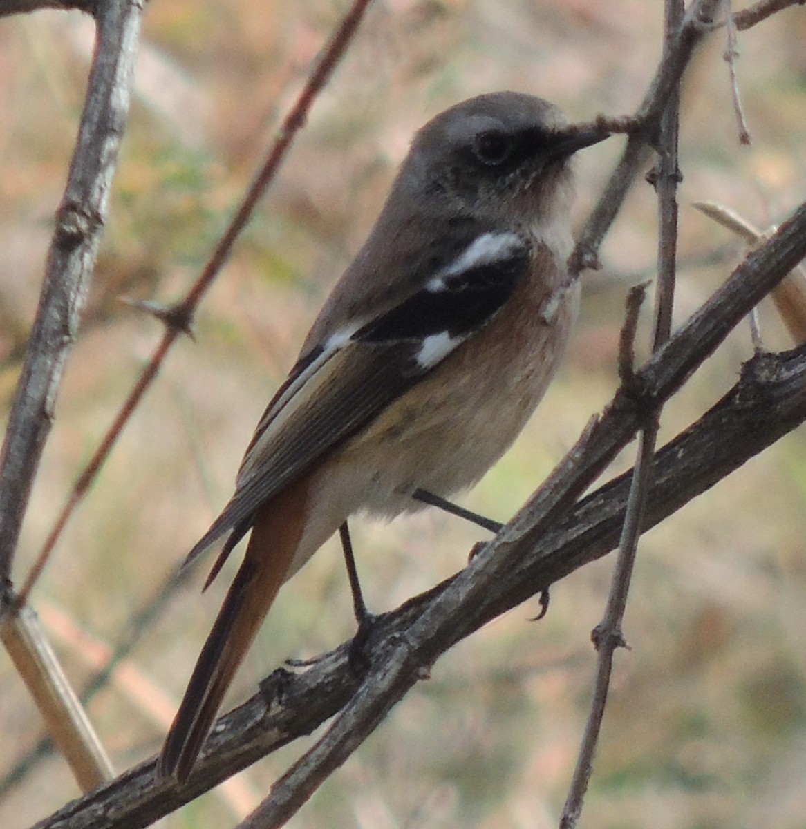 Rufous-backed Redstart - ML610251005