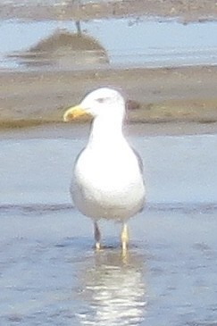 Yellow-footed Gull - ML610251057