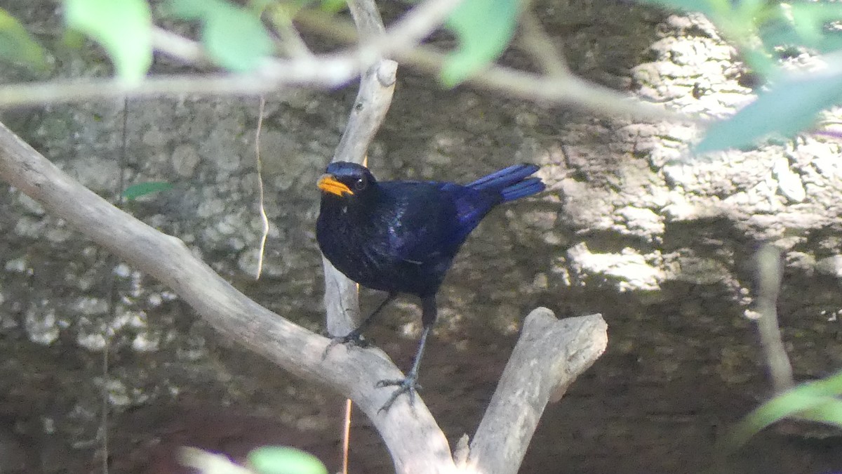 Blue Whistling-Thrush (Yellow-billed) - ML610251105