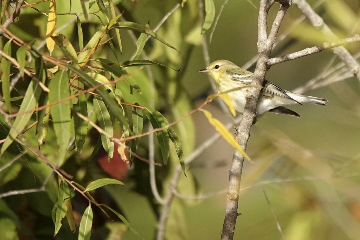 Blackpoll Warbler - Fleeta Chauvigne