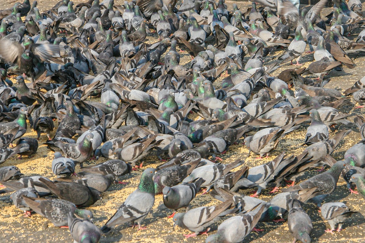 Rock Pigeon (Feral Pigeon) - ML610251162