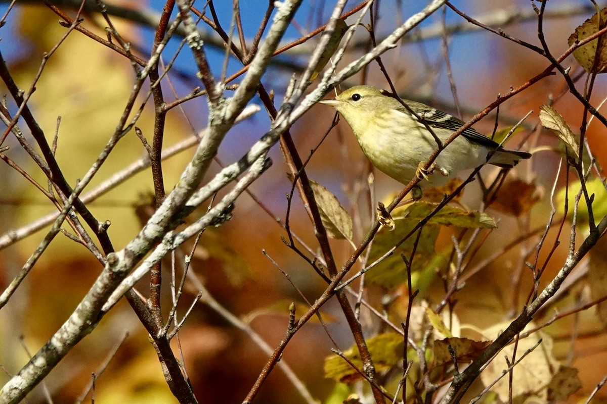 Blackpoll Warbler - Fleeta Chauvigne