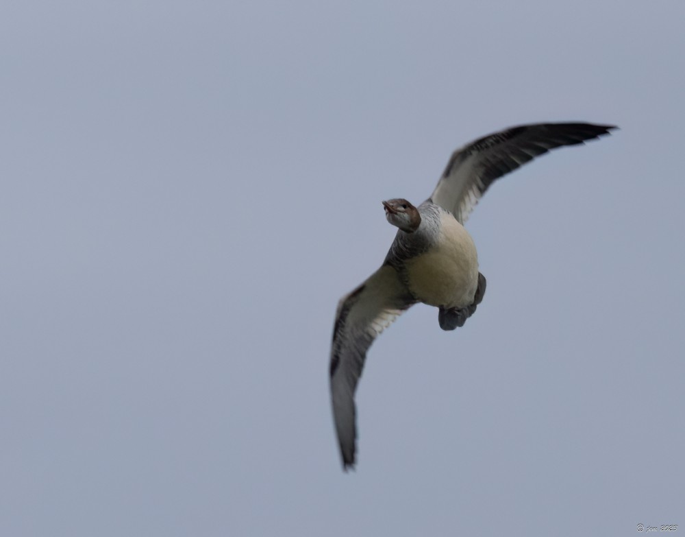 Common Merganser - ML610251168