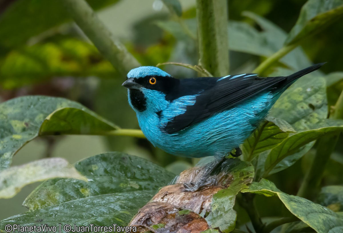 Turquoise Dacnis - ML610251173