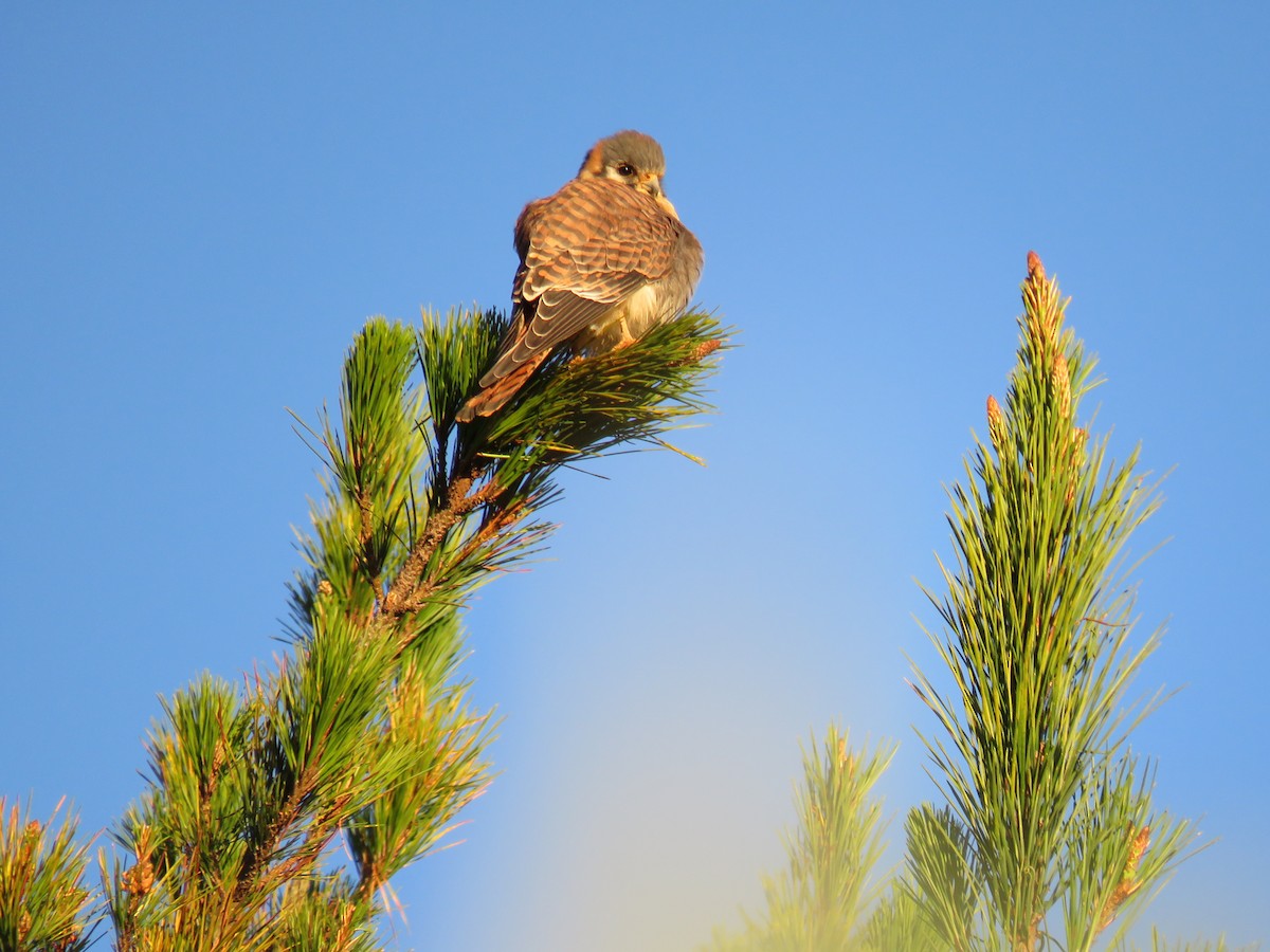 American Kestrel - ML61025121