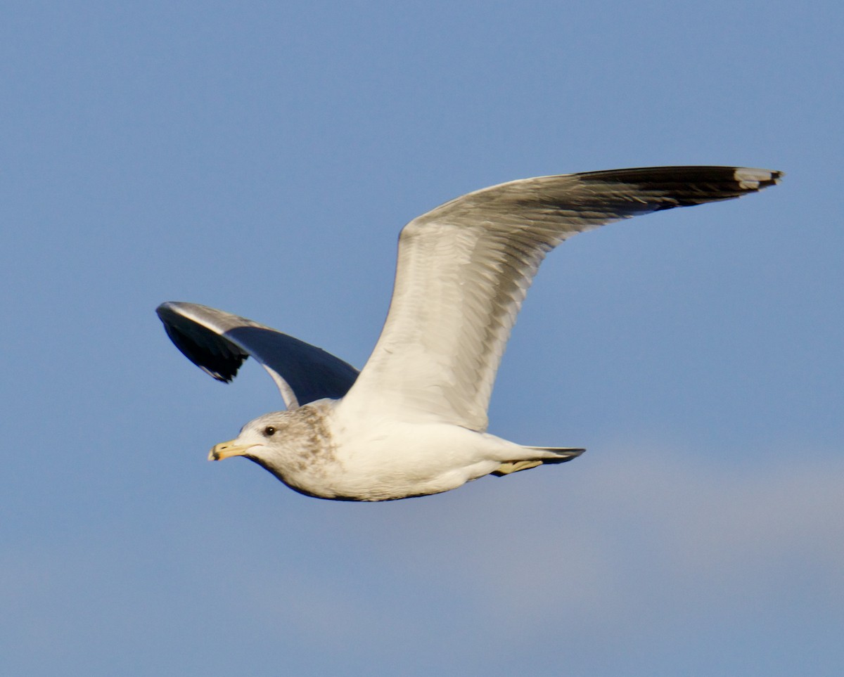 California Gull - Jordan Juzdowski