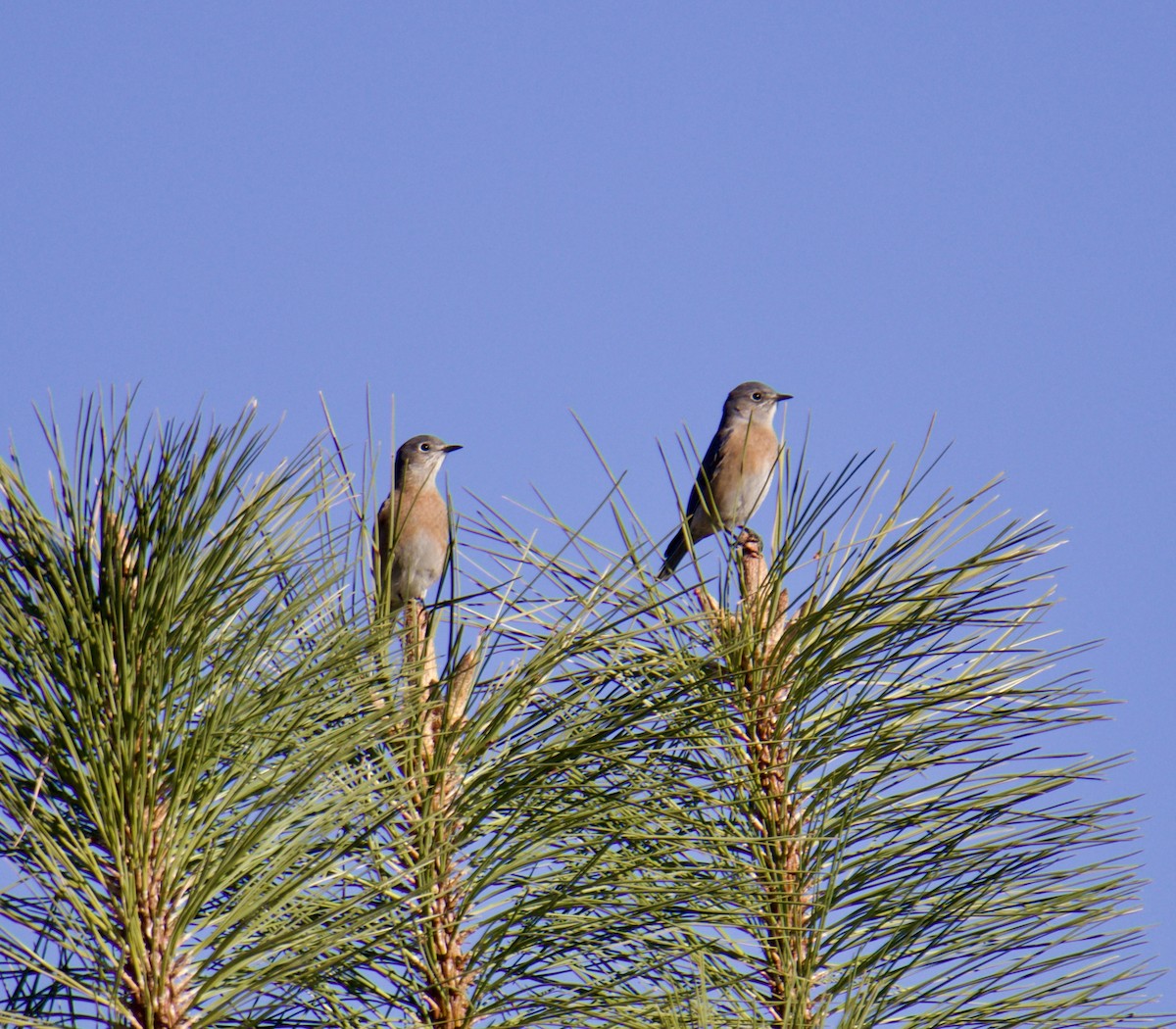 Western Bluebird - ML610251260