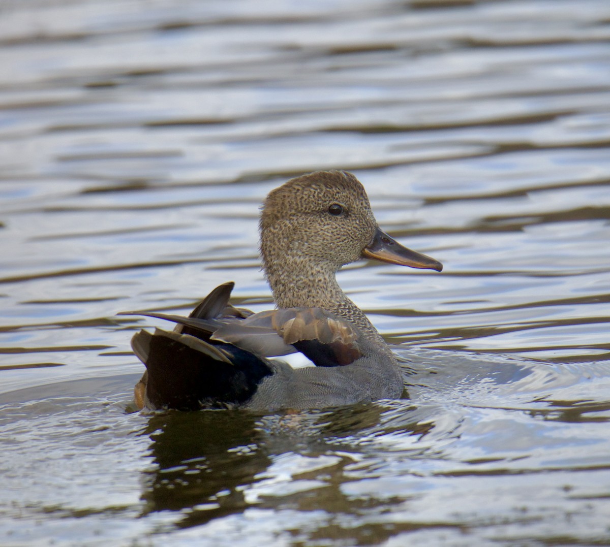 Gadwall - ML610251291