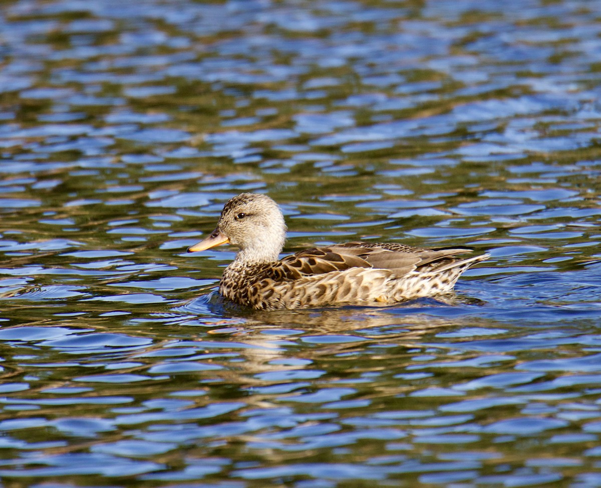 Gadwall - ML610251292