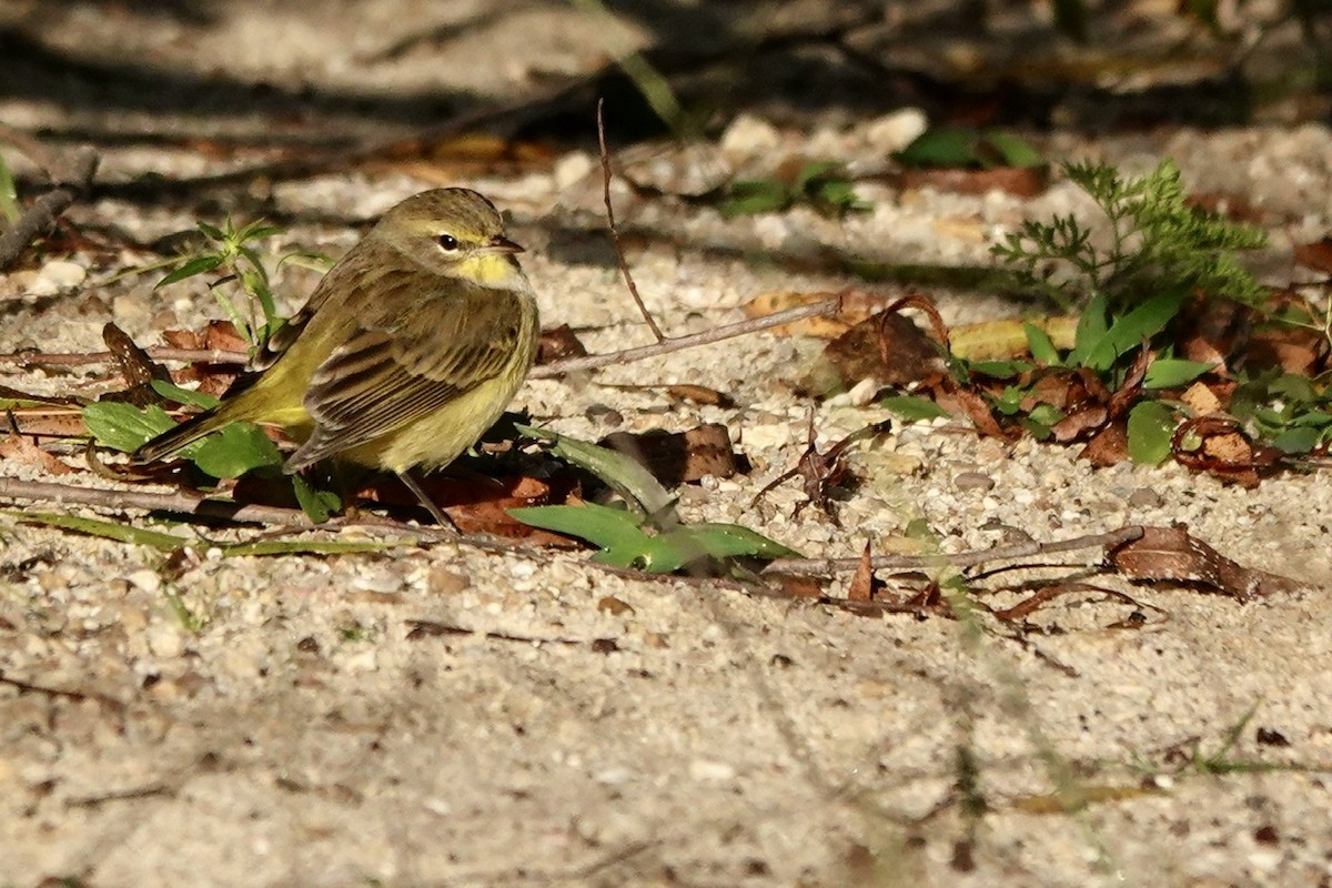 Palmenwaldsänger (hypochrysea) - ML610251294