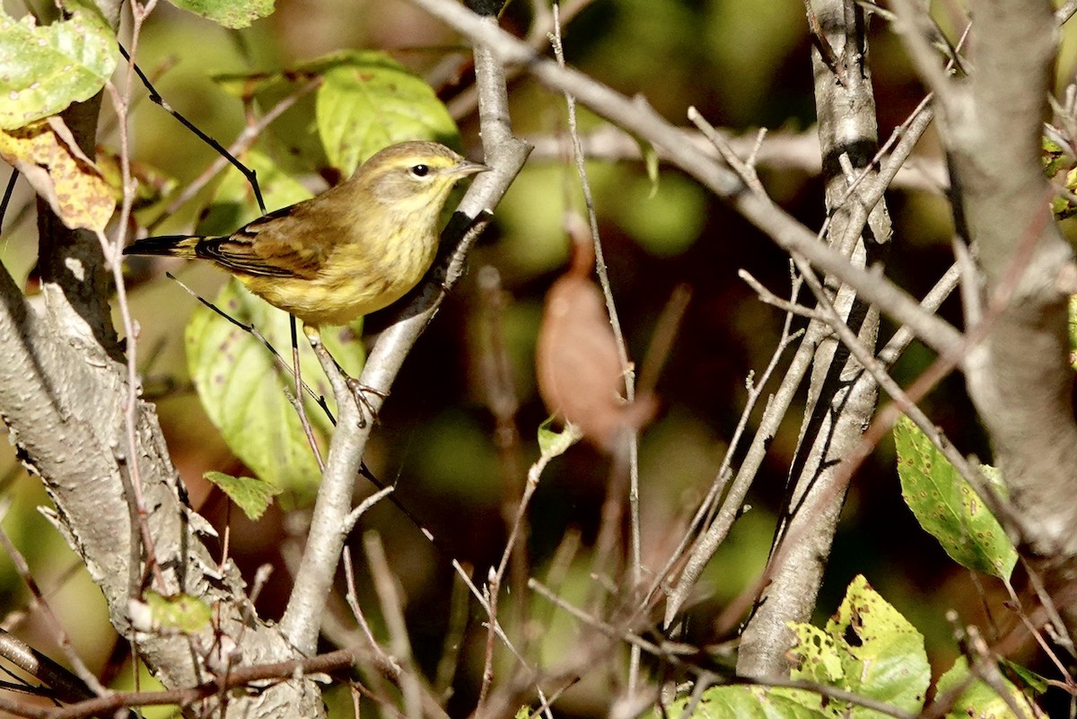 Palmenwaldsänger (hypochrysea) - ML610251295