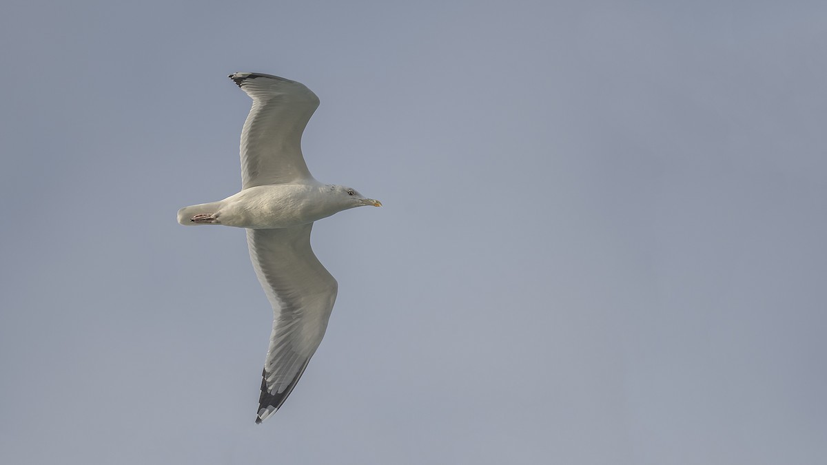 Caspian Gull - ML610251297