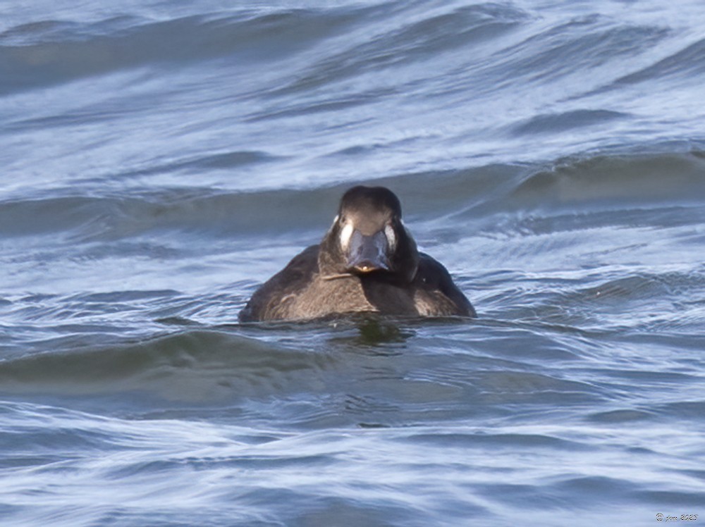 Surf Scoter - ML610251353