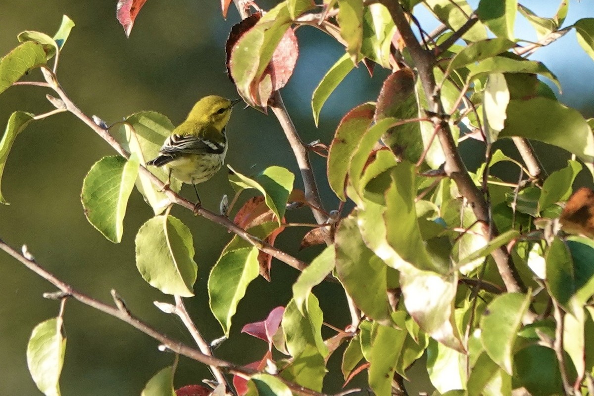 Black-throated Green Warbler - Fleeta Chauvigne