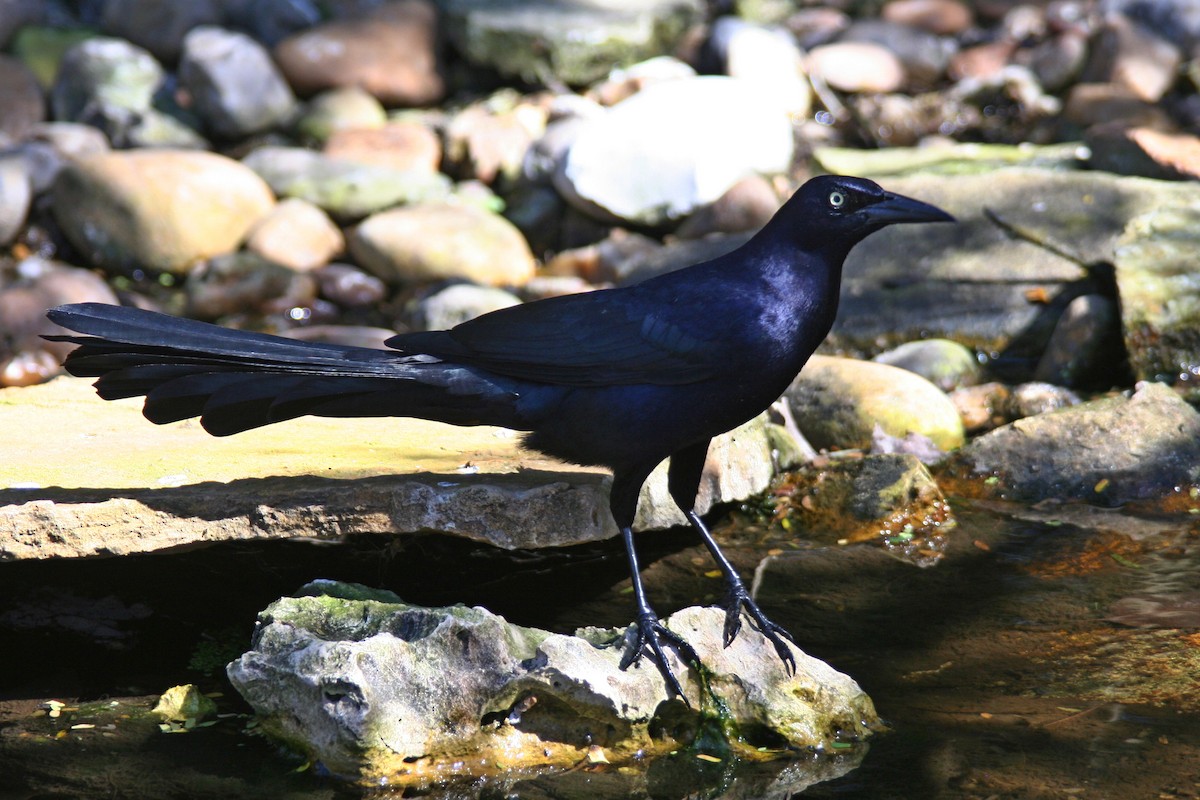 Great-tailed Grackle - ML610251420