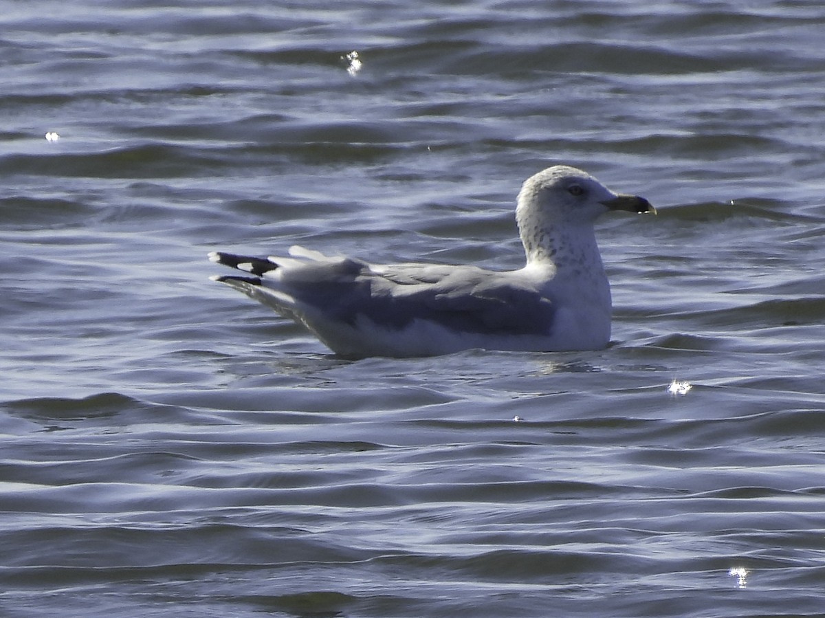 Ring-billed Gull - ML610251488