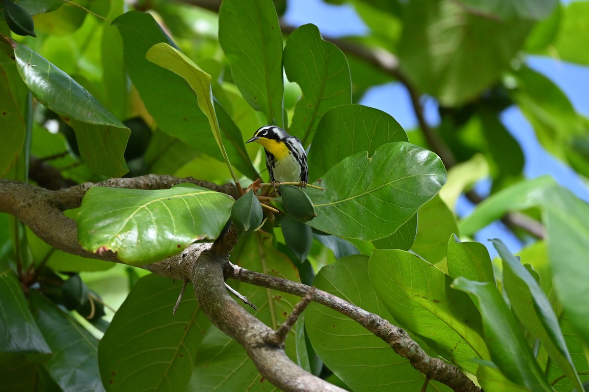 Yellow-throated Warbler - Victor Feliciano