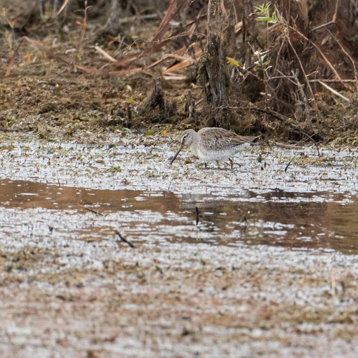 Long-billed Dowitcher - Matthew Zeitler